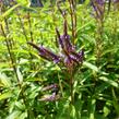 Verbena šípovitá, sporýš 'Blue Spires' - Verbena hastata 'Blue Spires'