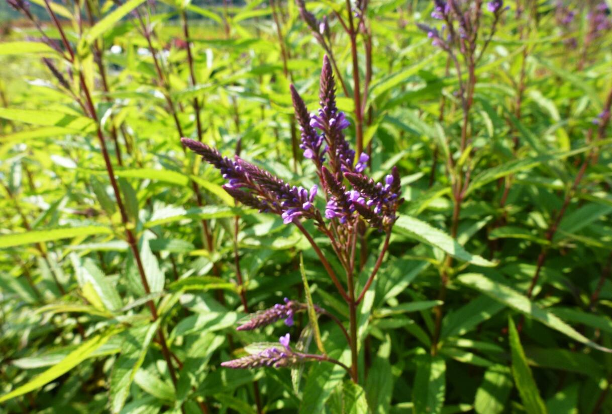 Sporýš šípovitý 'Blue Spires' - Verbena hastata 'Blue Spires'