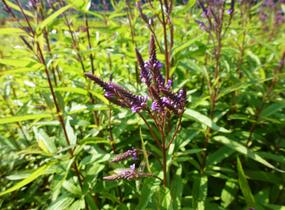 Sporýš šípovitý 'Blue Spires' - Verbena hastata 'Blue Spires'