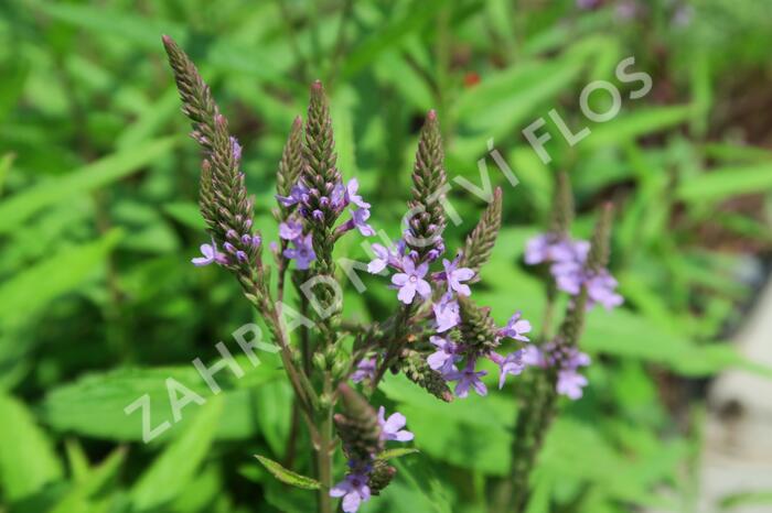 Verbena šípovitá, sporýš 'Blue Spires' - Verbena hastata 'Blue Spires'