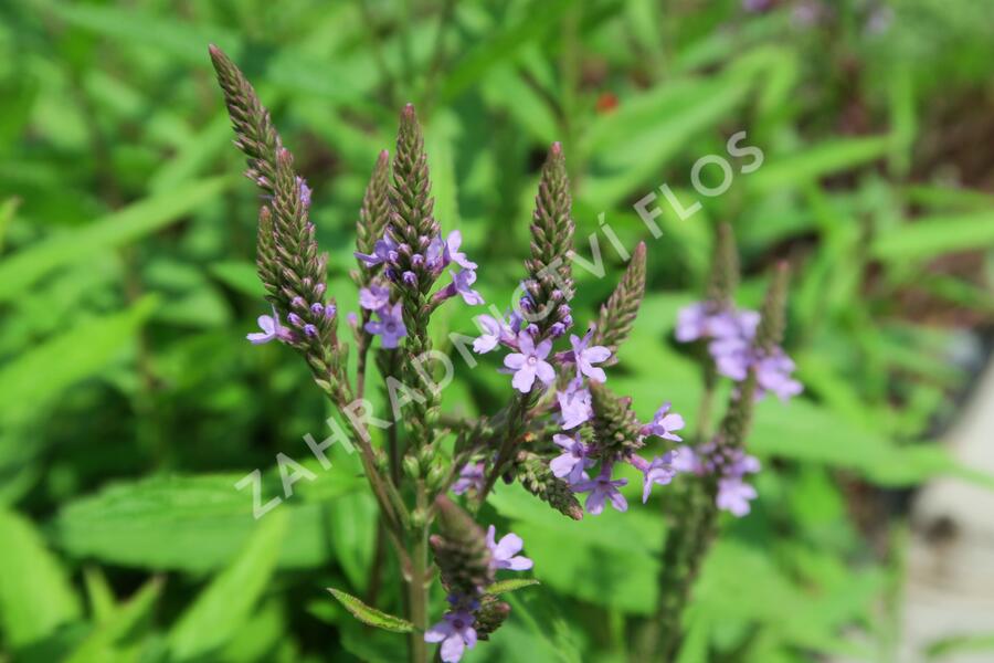 Verbena šípovitá, sporýš 'Blue Spires' - Verbena hastata 'Blue Spires'
