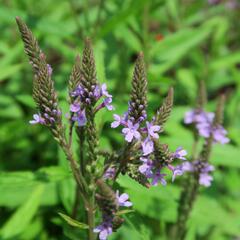 Verbena šípovitá, sporýš 'Blue Spires' - Verbena hastata 'Blue Spires'