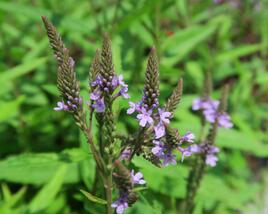 Sporýš šípovitý 'Blue Spires'