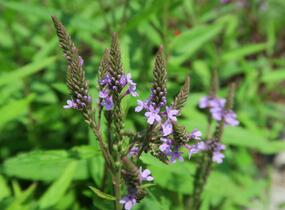 Sporýš šípovitý 'Blue Spires' - Verbena hastata 'Blue Spires'