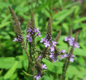 Verbena šípovitá, sporýš 'Blue Spires' - Verbena hastata 'Blue Spires'