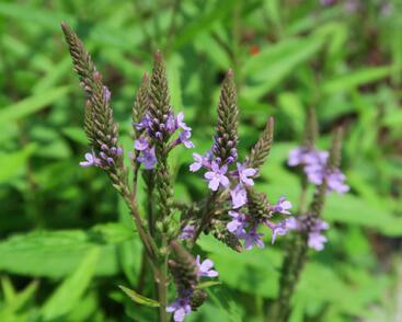 Sporýš šípovitý 'Blue Spires'