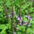 verbena-sipovita-sporys-blue-spires.jpg