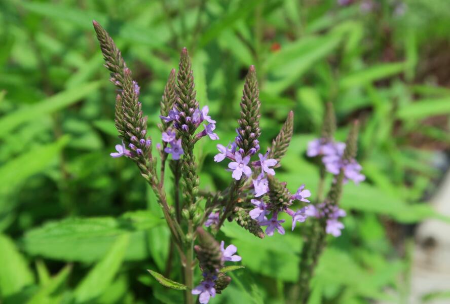Sporýš šípovitý 'Blue Spires' - Verbena hastata 'Blue Spires'
