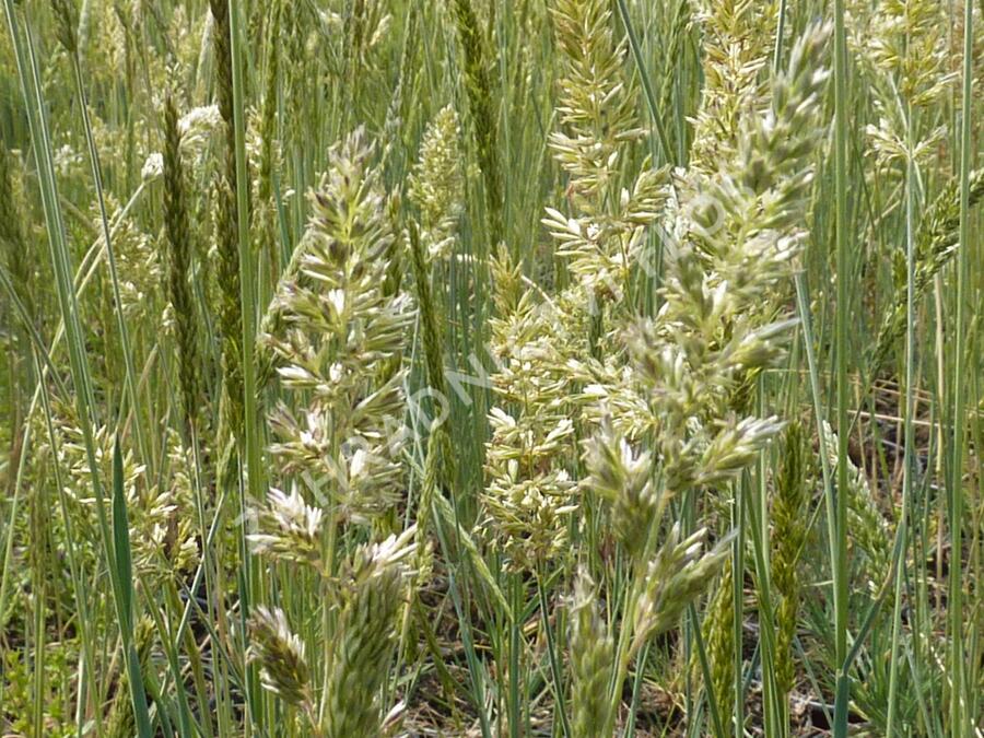 Smělek sivý - Koeleria glauca