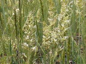 Smělek sivý - Koeleria glauca