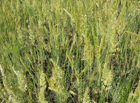 Smělek sivý - Koeleria glauca