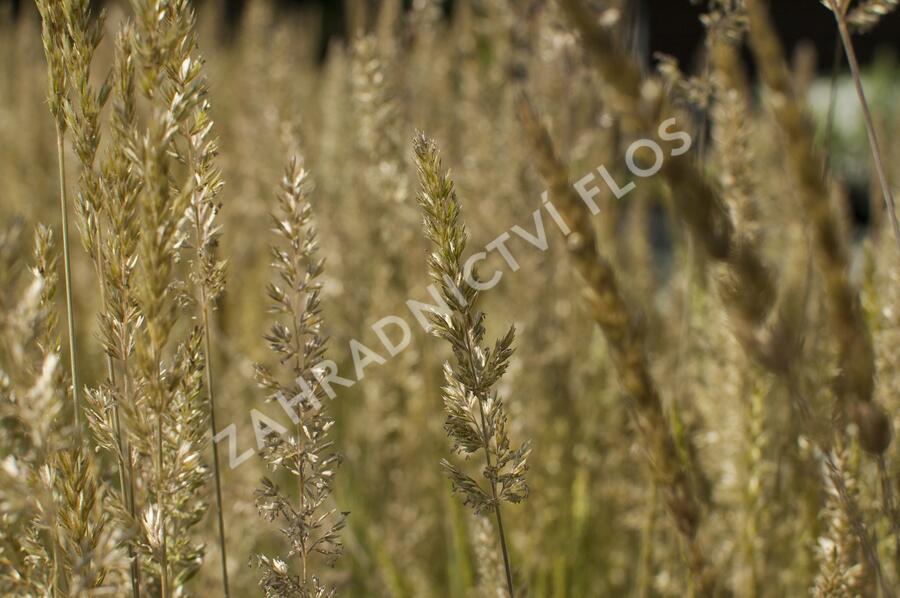 Smělek sivý - Koeleria glauca