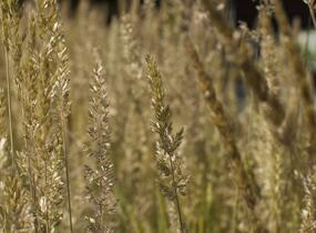 Smělek sivý - Koeleria glauca