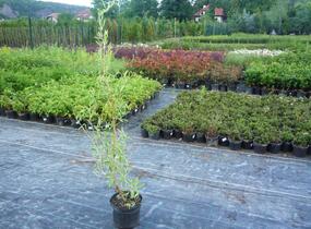 Vrba pokroucená - Salix erythroflexuosa
