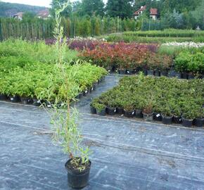Vrba pokroucená - Salix erythroflexuosa