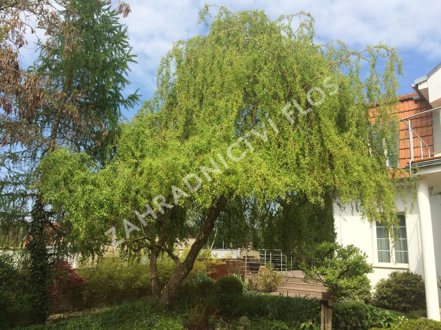 Vrba pokroucená - Salix erythroflexuosa