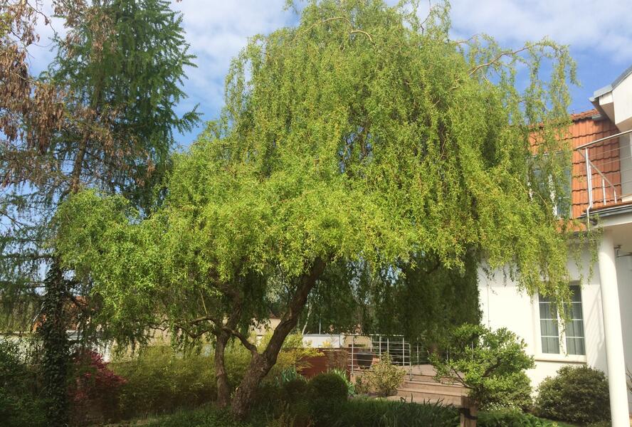 Vrba pokroucená - Salix erythroflexuosa