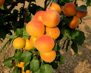 Meruňka středně raná 'Velkopavlovická'