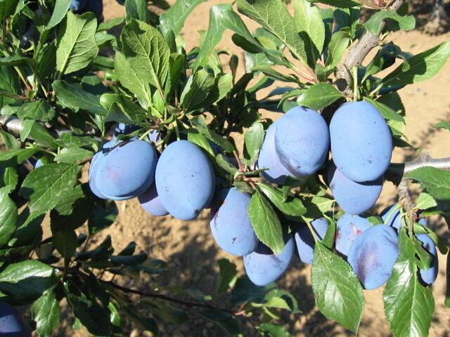 Pološvestka pozdní 'Stanley' - Prunus domestica 'Stanley'