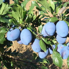 Pološvestka - pozdní 'Stanley' - Prunus domestica 'Stanley'
