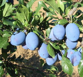 Pološvestka pozdní 'Stanley' - Prunus domestica 'Stanley'