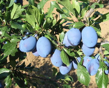 Pološvestka pozdní 'Stanley'