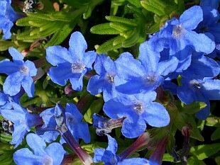 Kamejka větvená 'Heavenly Blue' - Lithodora diffusa 'Heavenly Blue'