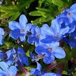 Kamejka větvená 'Heavenly Blue' - Lithodora diffusa 'Heavenly Blue'