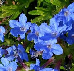 Kamejka větvená 'Heavenly Blue' - Lithodora diffusa 'Heavenly Blue'