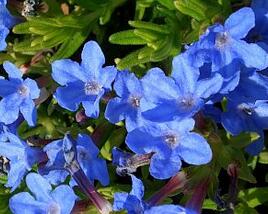 Kamejka větvená 'Heavenly Blue'