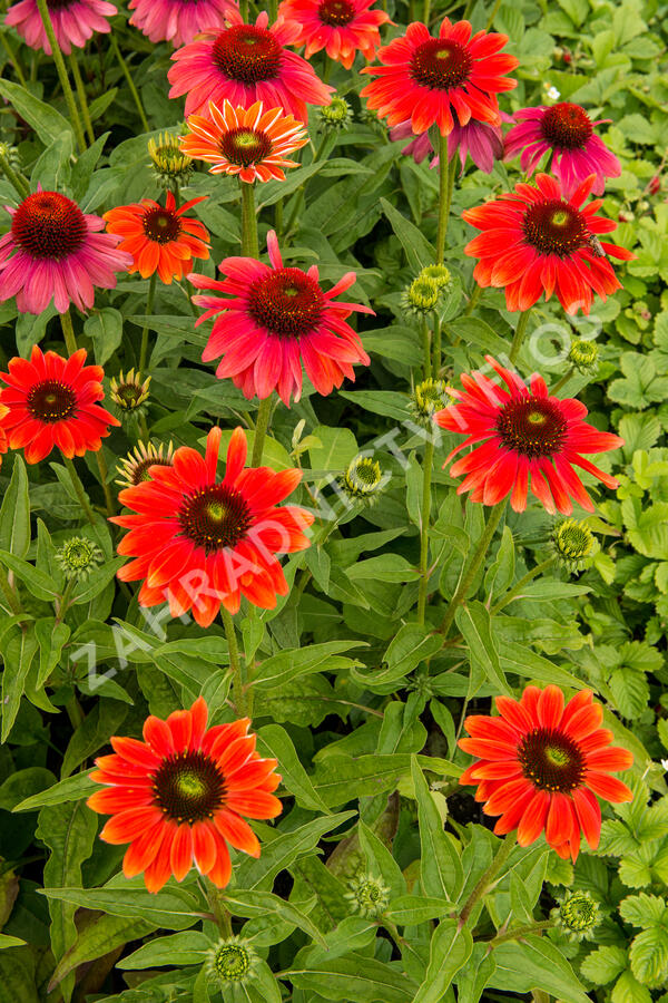 Třapatkovka nachová 'Papallo Classic Orange' - Echinacea purpurea 'Papallo Classic Orange'