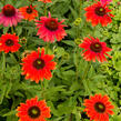 Třapatkovka nachová 'Papallo Classic Orange' - Echinacea purpurea 'Papallo Classic Orange'