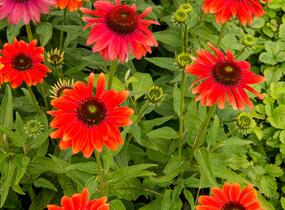 Třapatkovka nachová 'Papallo Classic Orange' - Echinacea purpurea 'Papallo Classic Orange'