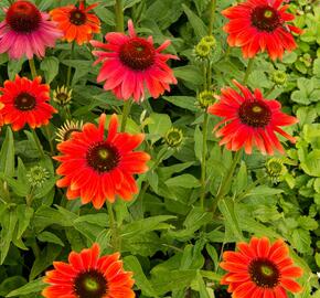 Třapatka nachová 'Papallo Classic Orange' - Echinacea purpurea 'Papallo Classic Orange'