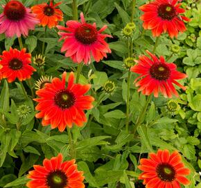 Třapatkovka nachová 'Papallo Classic Orange' - Echinacea purpurea 'Papallo Classic Orange'