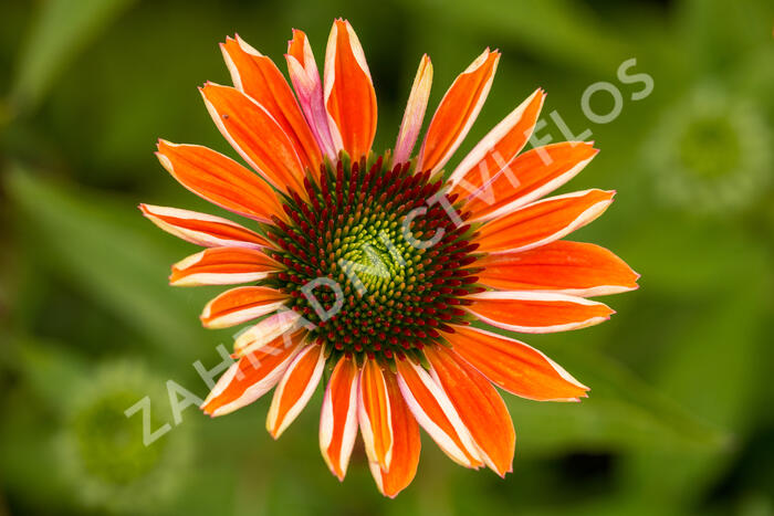 Třapatkovka nachová 'Papallo Classic Orange' - Echinacea purpurea 'Papallo Classic Orange'
