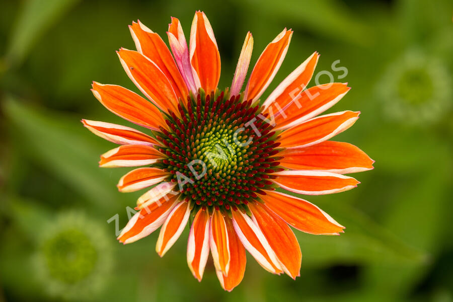 Třapatkovka nachová 'Papallo Classic Orange' - Echinacea purpurea 'Papallo Classic Orange'