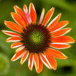 Třapatkovka nachová 'Papallo Classic Orange' - Echinacea purpurea 'Papallo Classic Orange'