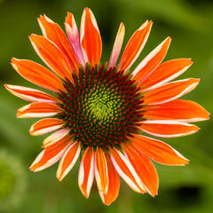 Třapatkovka nachová 'Papallo Classic Orange' - Echinacea purpurea 'Papallo Classic Orange'