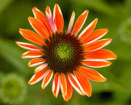 Třapatkovka nachová 'Papallo Classic Orange'