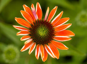 Třapatkovka nachová 'Papallo Classic Orange' - Echinacea purpurea 'Papallo Classic Orange'