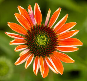 Třapatkovka nachová 'Papallo Classic Orange' - Echinacea purpurea 'Papallo Classic Orange'