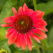 Třapatkovka nachová 'Papallo Classic Orange' - Echinacea purpurea 'Papallo Classic Orange'