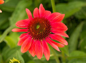 Třapatkovka nachová 'Papallo Classic Orange' - Echinacea purpurea 'Papallo Classic Orange'