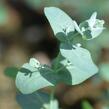 Blahovičník Gunnův 'Silbertropfen' - Eucalyptus gunnii 'Silbertropfen'