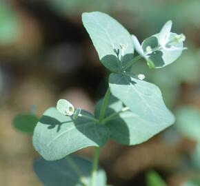 Blahovičník Gunnův 'Silbertropfen' - Eucalyptus gunnii 'Silbertropfen'