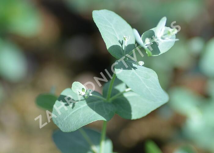 Blahovičník Gunnův 'Silbertropfen' - Eucalyptus gunnii 'Silbertropfen'