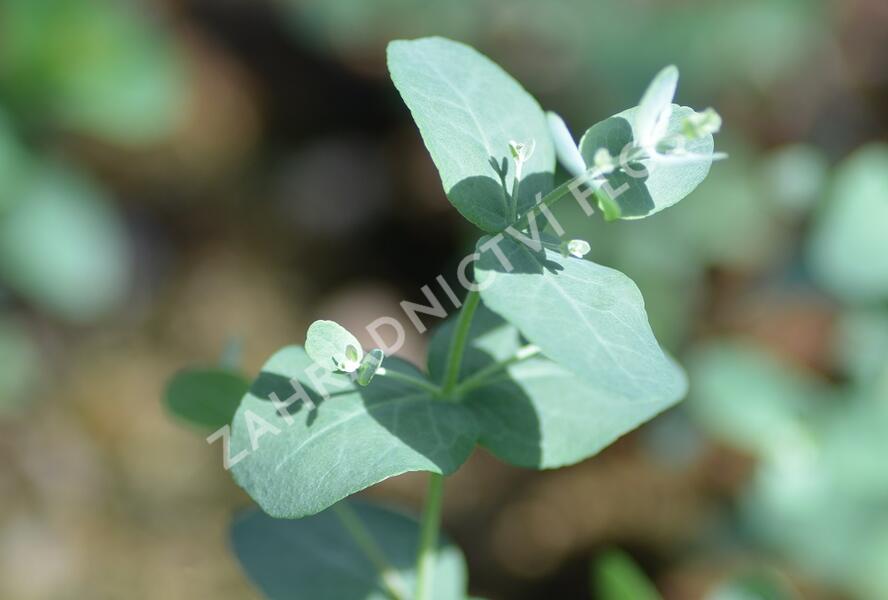 Blahovičník Gunnův 'Silbertropfen' - Eucalyptus gunnii 'Silbertropfen'