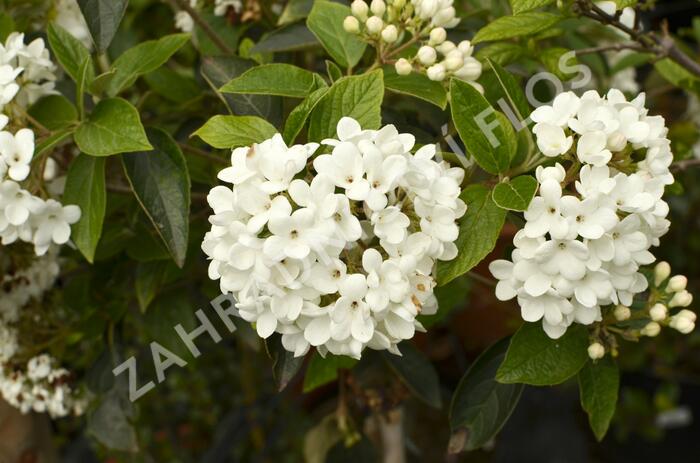 Kalina 'Eskimo' - Viburnum 'Eskimo'