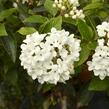 Kalina 'Eskimo' - Viburnum 'Eskimo'